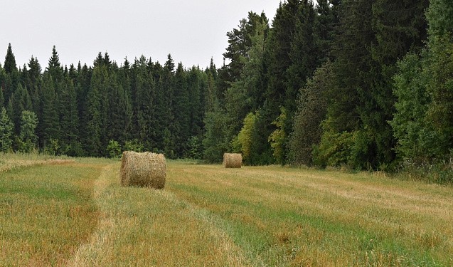В Кировской области ужесточают порядок перевода сельхозземель