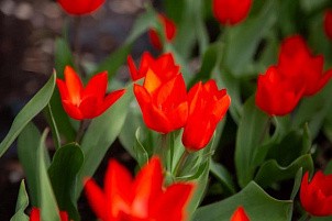 В Ботаническом саду ВятГУ расцветут 650 тюльпанов