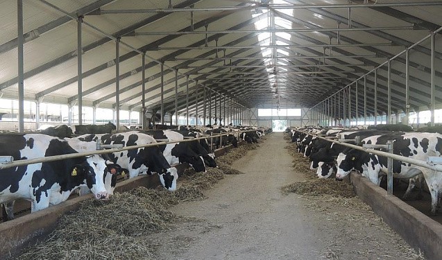 В Кировской области запустили механизм субсидирования переработчиков молока 