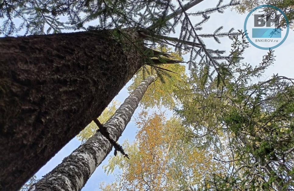 Минлесхоз проанонсировал сокращение сроков проверки лесной декларации