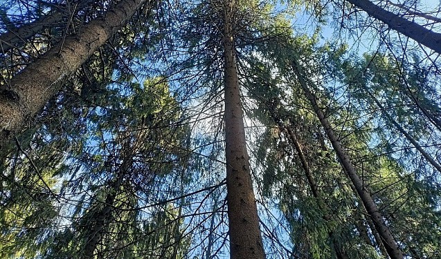 Госдума приняла поправки в Лесной кодекс с учетом инициатив Кировской области