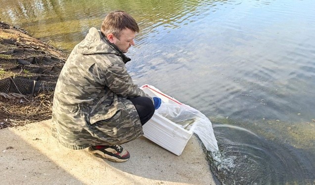 В пруды парка имени Кирова выпустили фильтрующих воду мальков