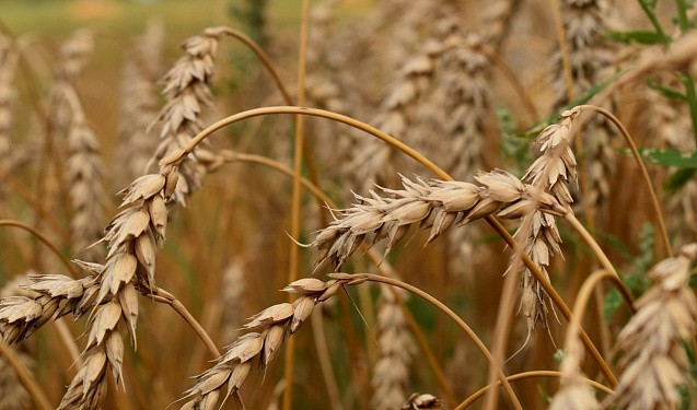 В Кировской области инвестору под крупный проект выделят два земельных участка 