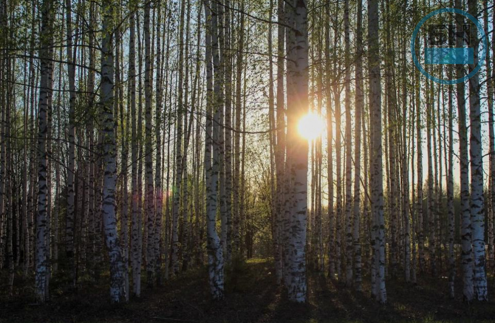 За вывески на деревьях могут оштрафовать на 300 тысяч рублей
